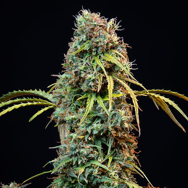 ROYAL QUEEN SEEDS - ROYAL CBDV AUTO