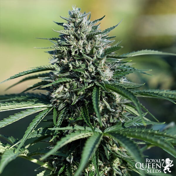 ROYAL QUEEN SEEDS - ROYAL COOKIES AUTO