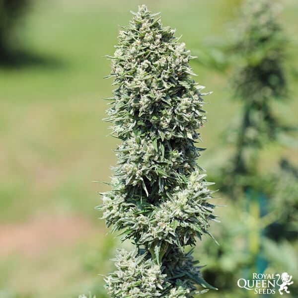 ROYAL QUEEN SEEDS - ROYAL COOKIES AUTO
