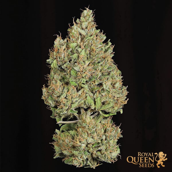 ROYAL QUEEN SEEDS - ROYAL COOKIES AUTO