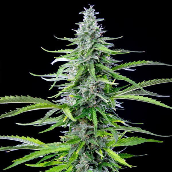 ROYAL QUEEN SEEDS - ROYAL COOKIES AUTO