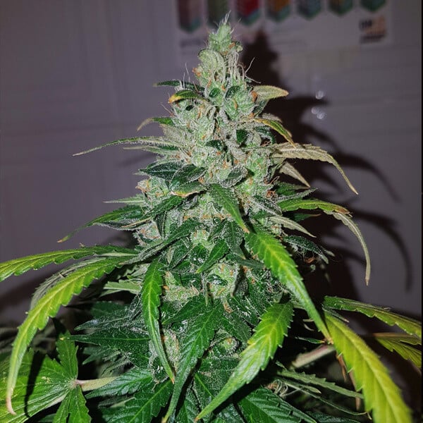 ROYAL QUEEN SEEDS - ROYAL CREAMATIC AUTO