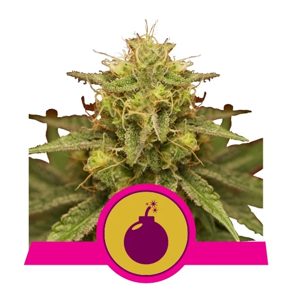 ROYAL QUEEN SEEDS - ROYAL DOMINA