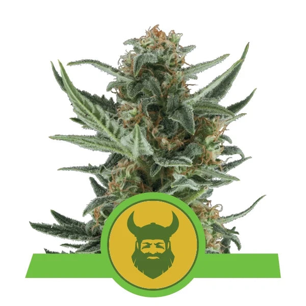 ROYAL QUEEN SEEDS - ROYAL DWARF AUTO
