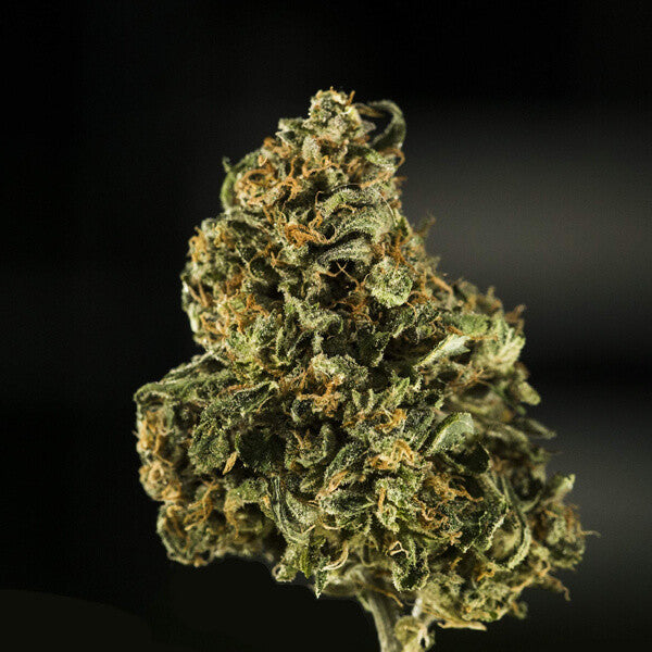 ROYAL QUEEN SEEDS - ROYAL DWARF AUTO