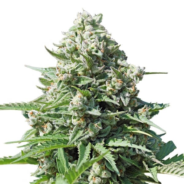 ROYAL QUEEN SEEDS - ROYAL GORILLA AUTO
