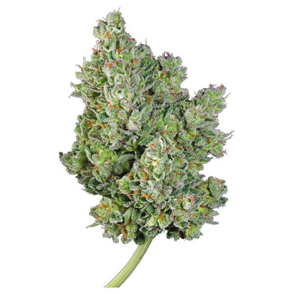 ROYAL QUEEN SEEDS - ROYAL GORILLA AUTO