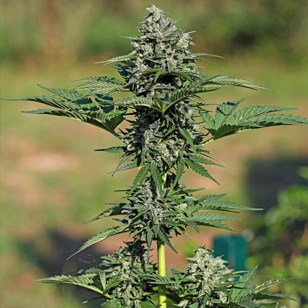 ROYAL QUEEN SEEDS - ROYAL GORILLA AUTO