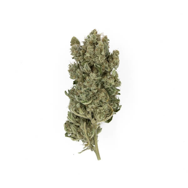 ROYAL QUEEN SEEDS - ROYAL GORILLA - USA PREMIUM