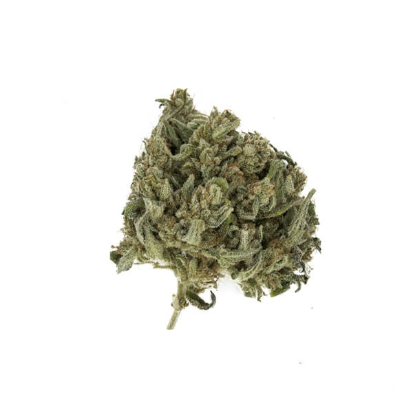 ROYAL QUEEN SEEDS - CBD ROYAL HIGHNESS