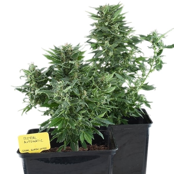 ROYAL QUEEN SEEDS - ROYAL KUSH AUTO