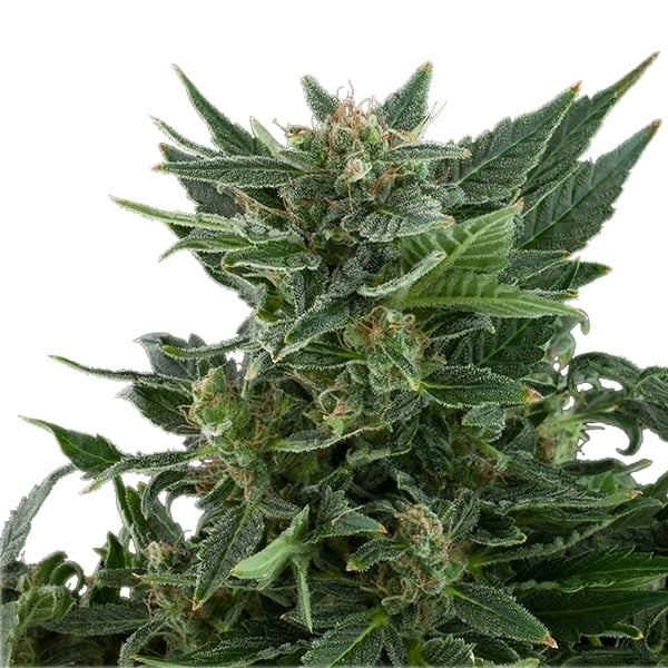 ROYAL QUEEN SEEDS - ROYAL KUSH AUTO