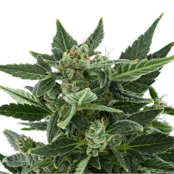 ROYAL QUEEN SEEDS - ROYAL KUSH AUTO