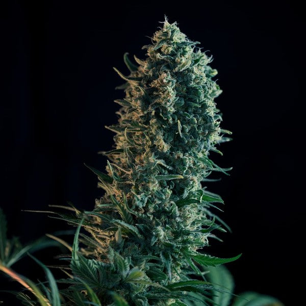 ROYAL QUEEN SEEDS - ROYAL MEDIC