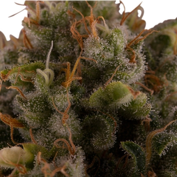 ROYAL QUEEN SEEDS - c