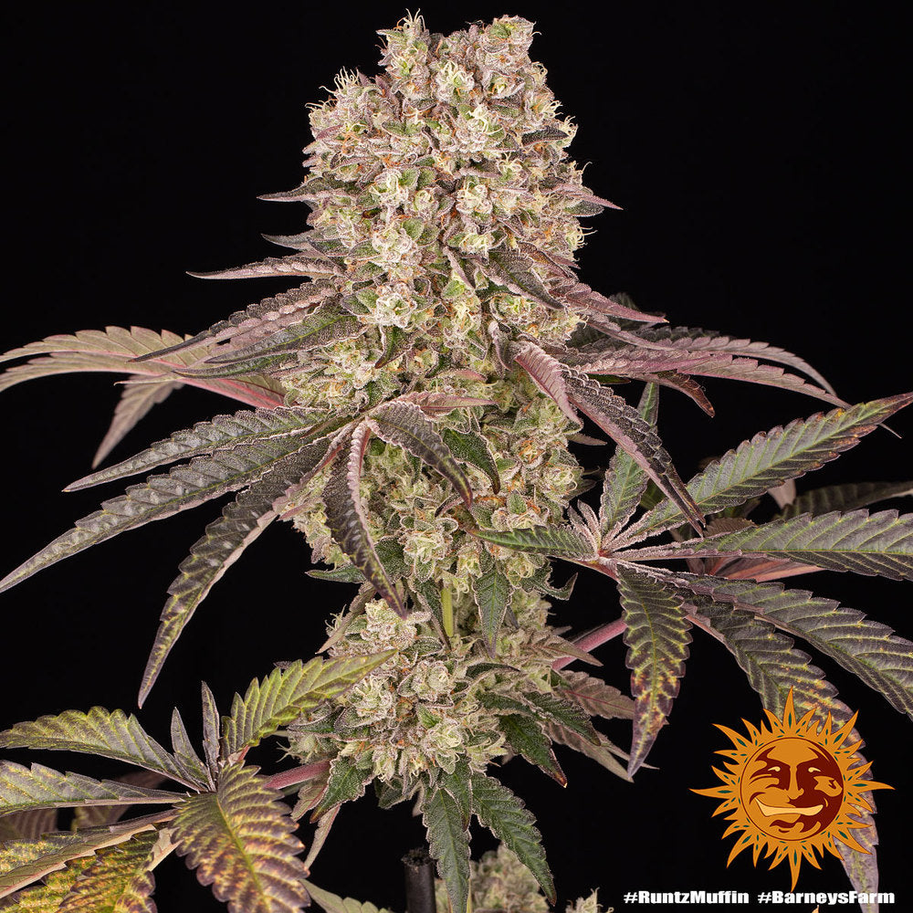 BARNEY'S FARM - RUNTZ MUFFIN FEM