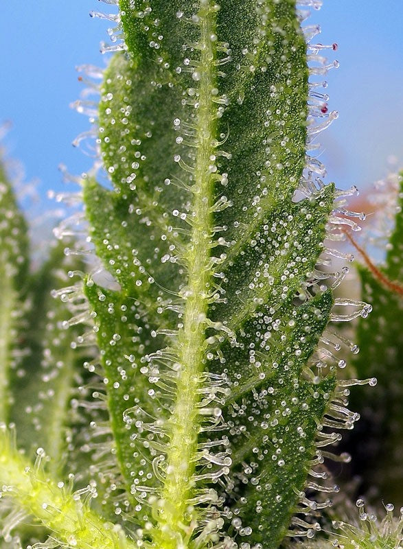 SWEET SEEDS - RUNTZ XL AUTO