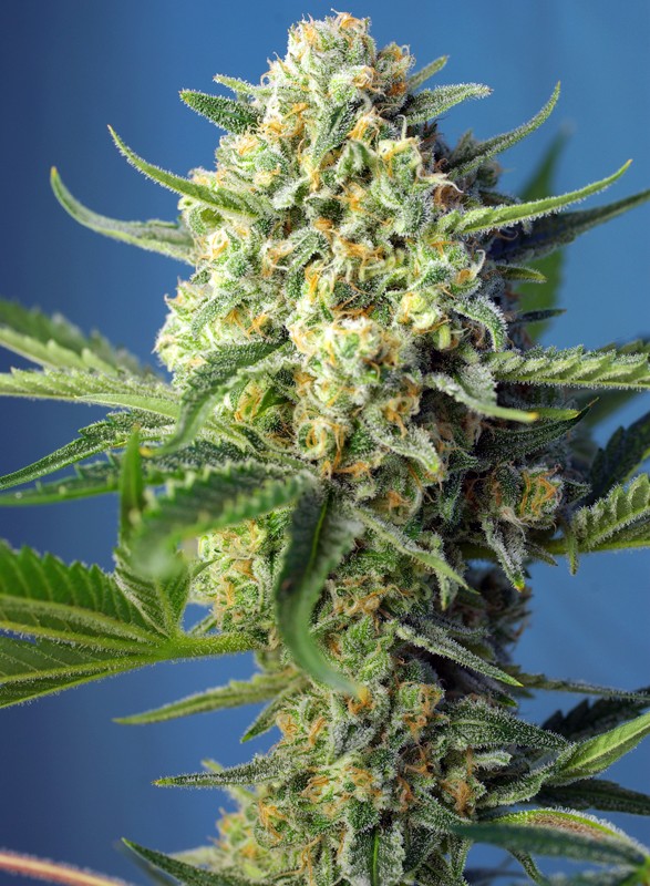 SWEET SEEDS - SAD - SWEET AFGHANI DELICIOUS AUTO