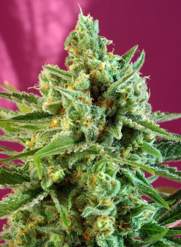 SWEET SEEDS - S.A.D. SWEET AFGHANI DELICIOUS CBD
