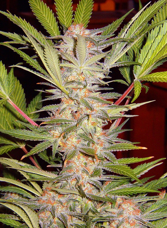 SWEET SEEDS - S.A.D. SWEET AFGHANI DELICIOUS - F1 FAST VERSION