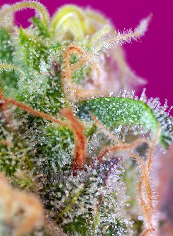SWEET SEEDS - S.A.D. - SWEET AFGHANI DELICIOUS S1