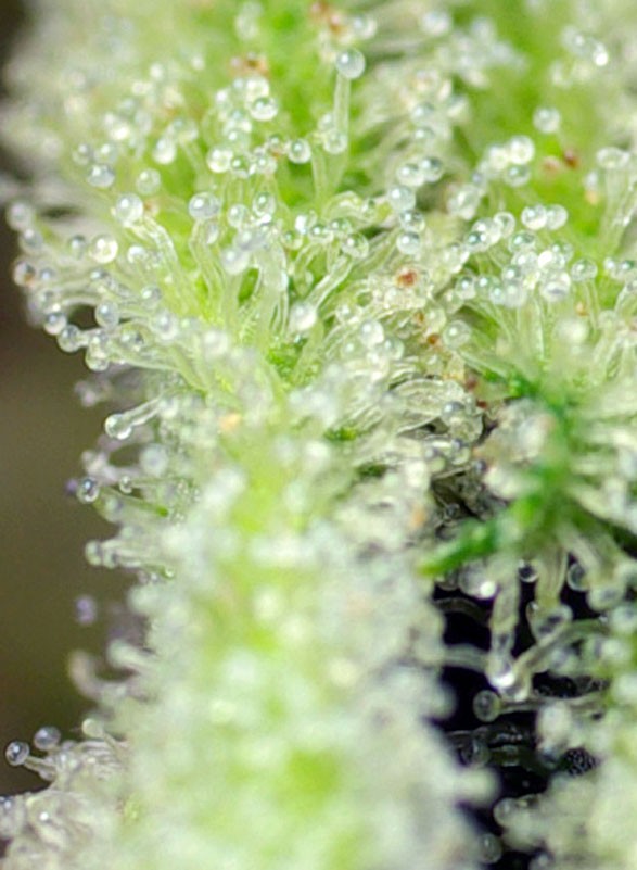 SWEET SEEDS - SAN FERNANDO LEMON KUSH