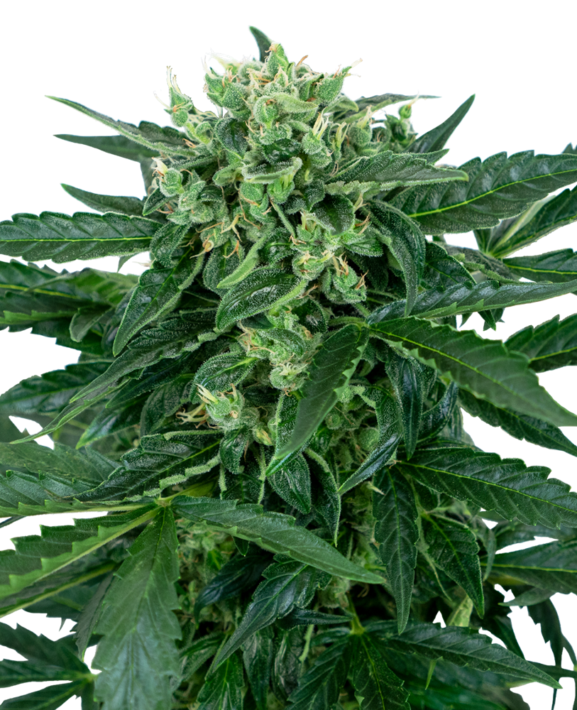 SENSI SEEDS - SENSI AMNESIA AUTO - RESEARCH