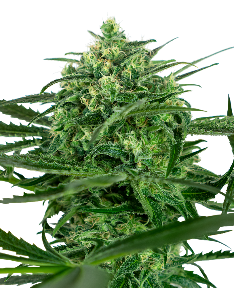 SENSI SEEDS - SENSI AMNESIA