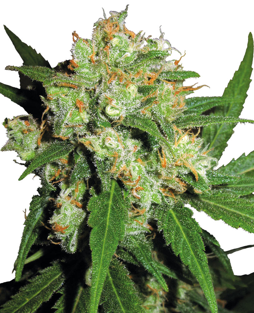 SENSI SEEDS - SENSI SKUNK FEMMINIZZATA