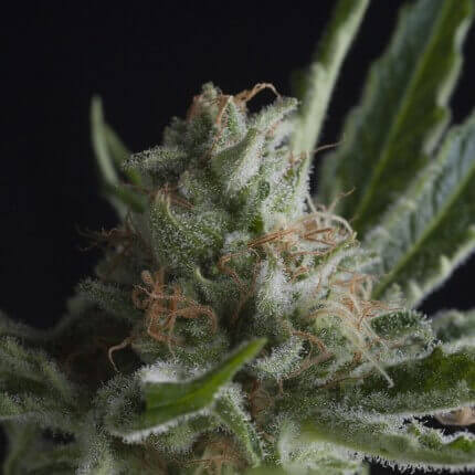 PYRAMID SEEDS - SHARK FEM