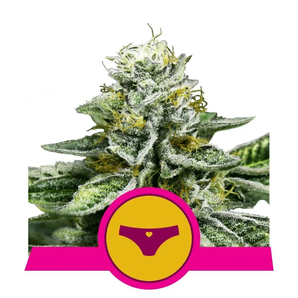 ROYAL QUEEN SEEDS - SHERBET QUEEN - USA PREMIUM