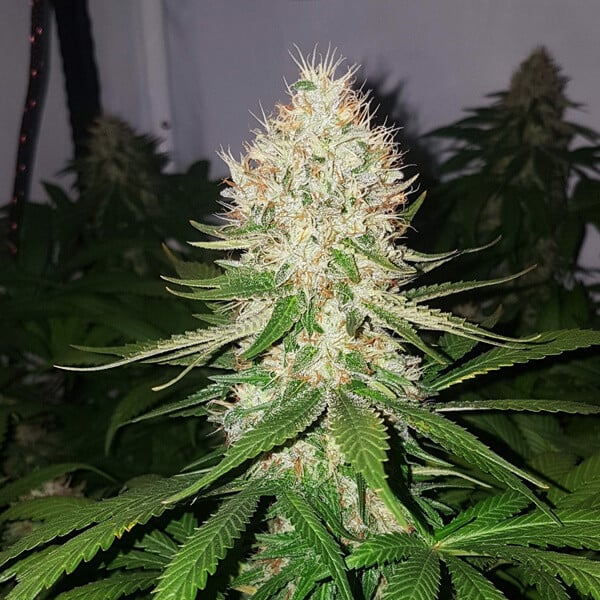 ROYAL QUEEN SEEDS - SHINING SILVER HAZE