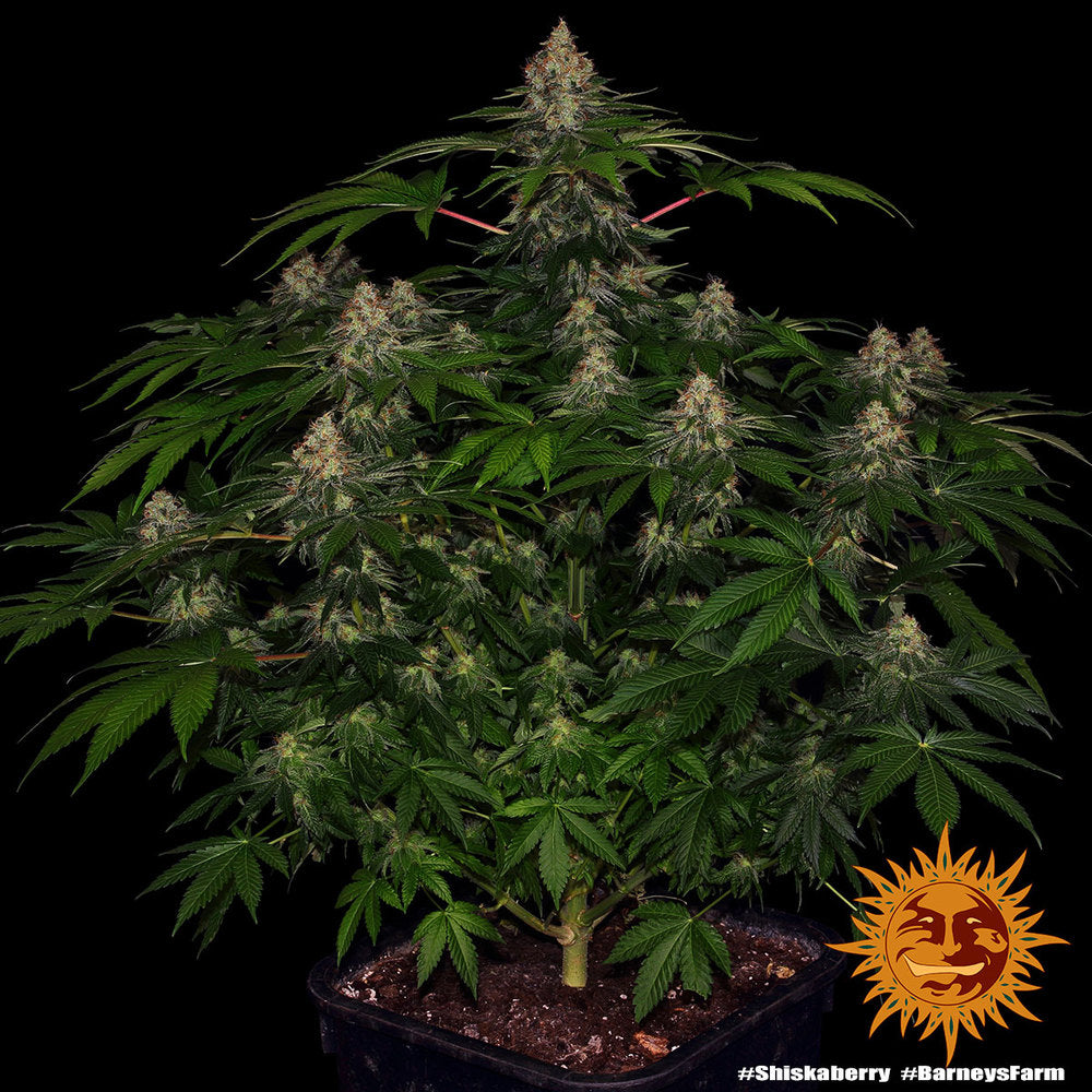 BARNEY'S FARM - SHISKABERRY FEM