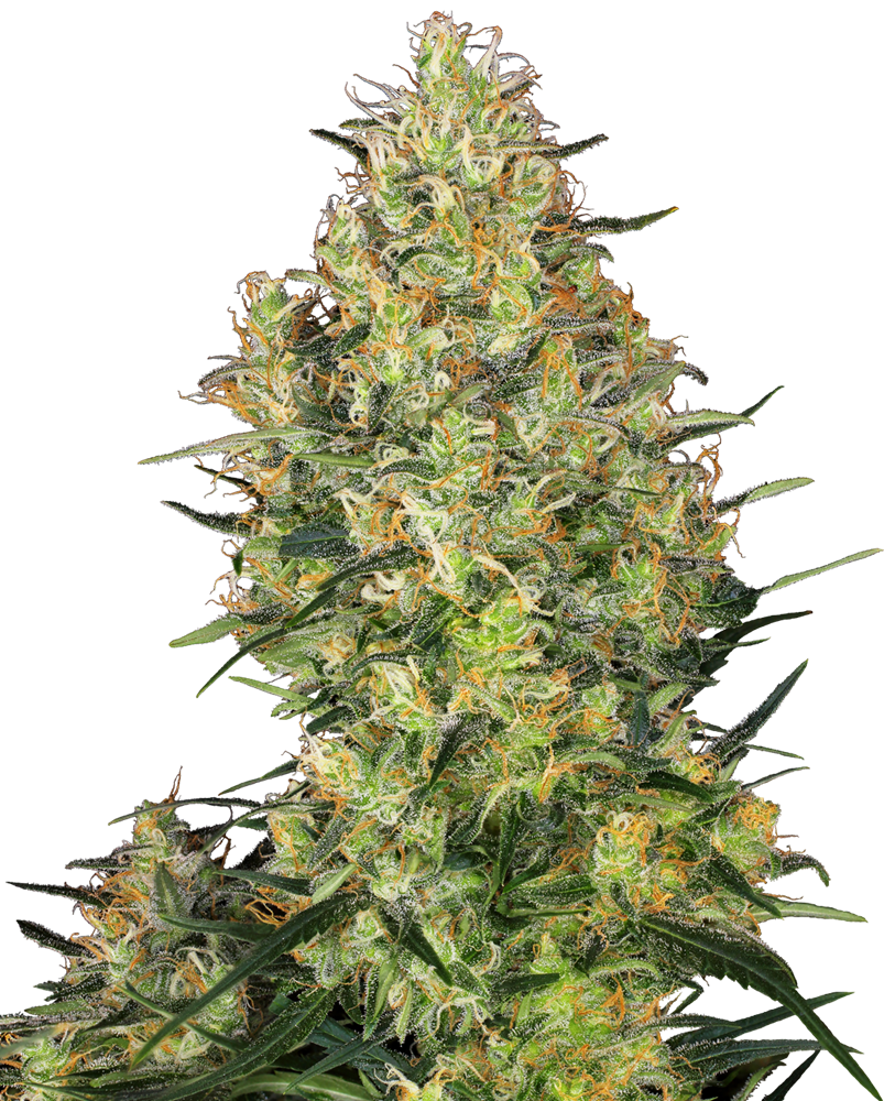 SENSI SEEDS - SHIVA SKUNK FEMMINIZZATA