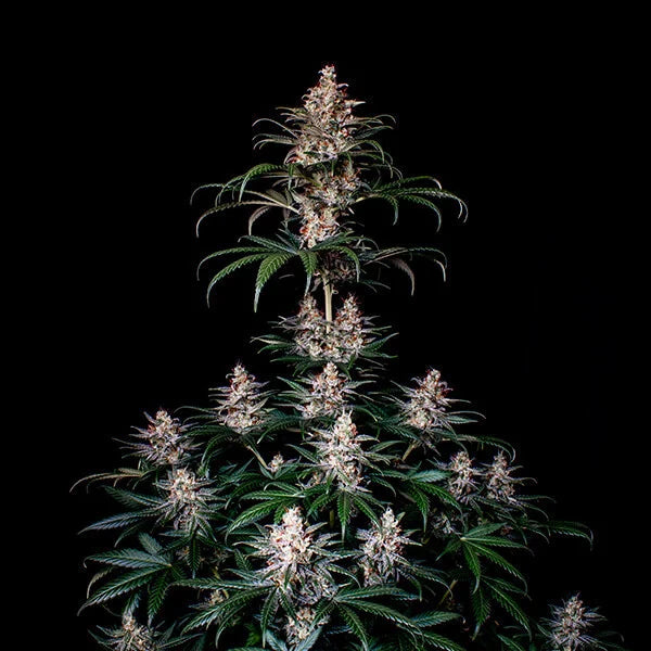 ROYAL QUEEN SEEDS - SHOGUN