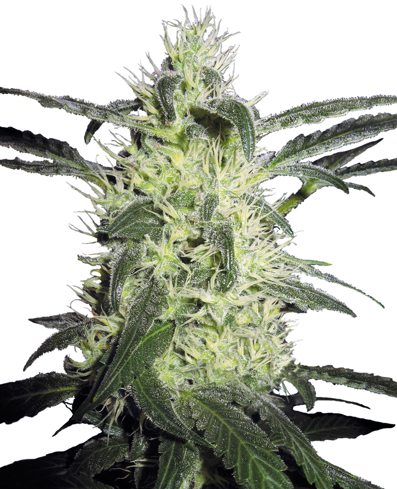 SENSI SEEDS - Silver Haze Femminizzata