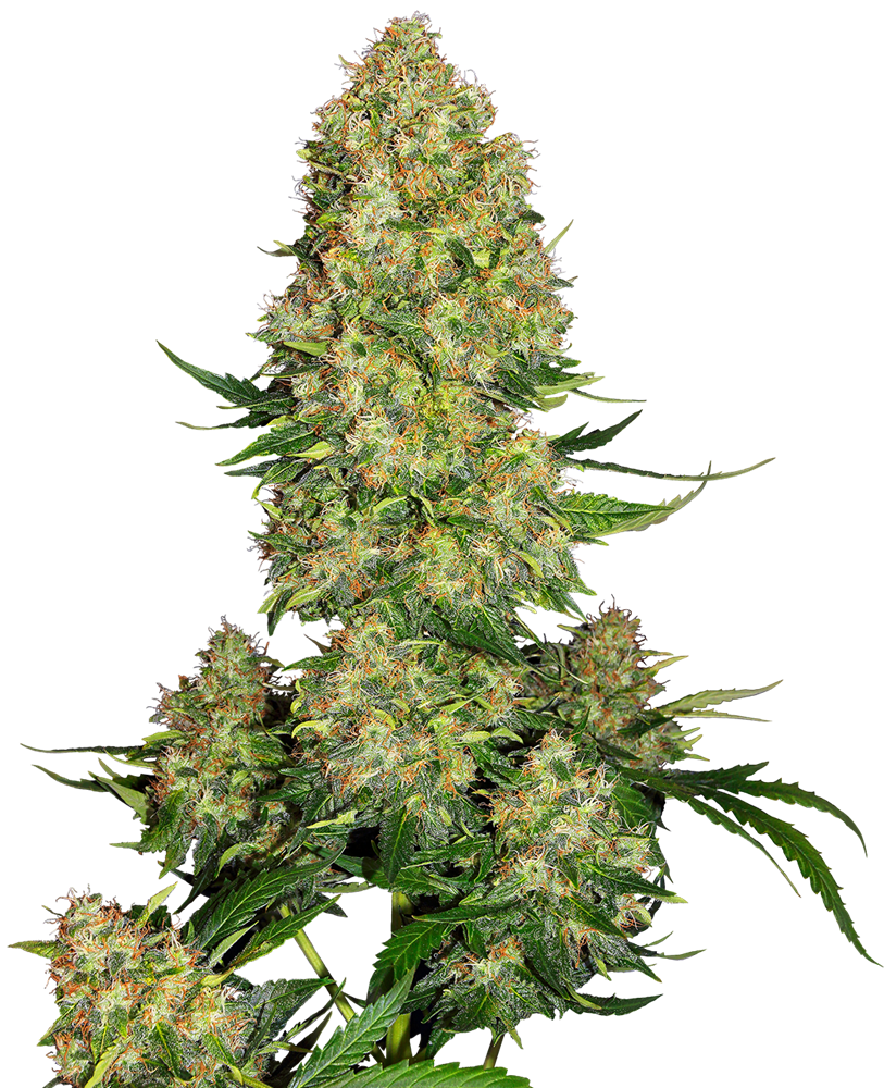 SENSI SEEDS - SKUNK #1 AUTOMATICA