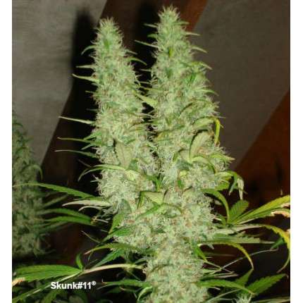 DUTCH PASSION - SKUNK#11 FEMMINIZZATA