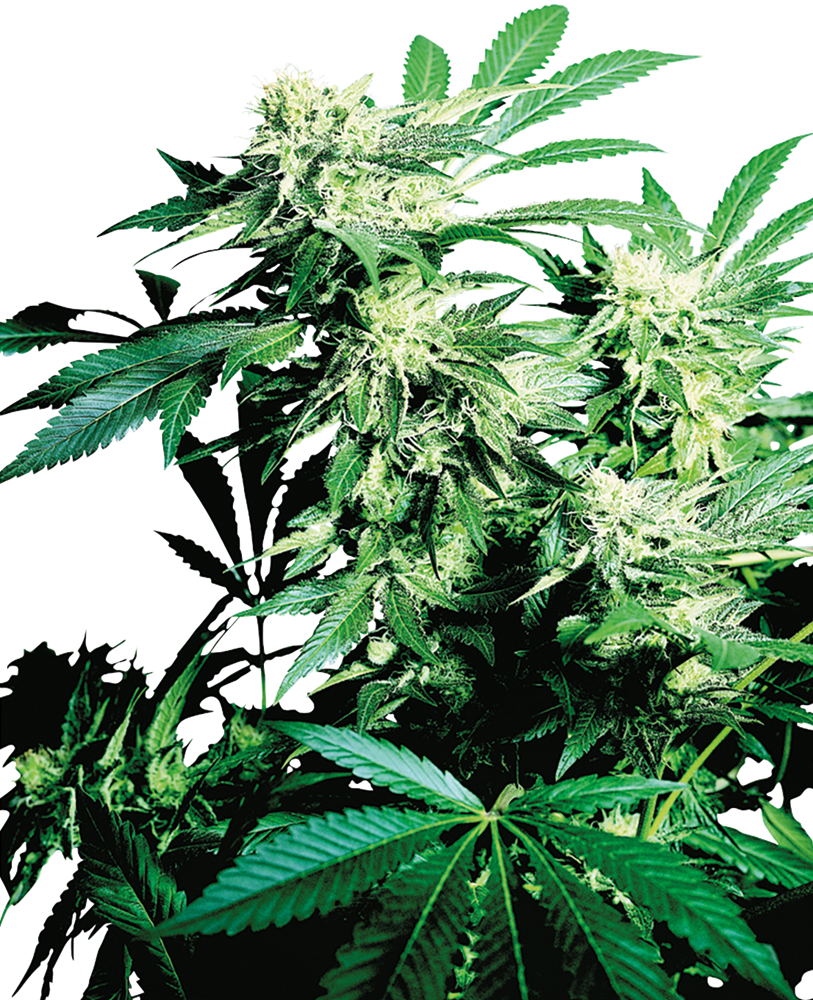 SENSI SEEDS - SKUNK KUSH FEMMINIZZATA