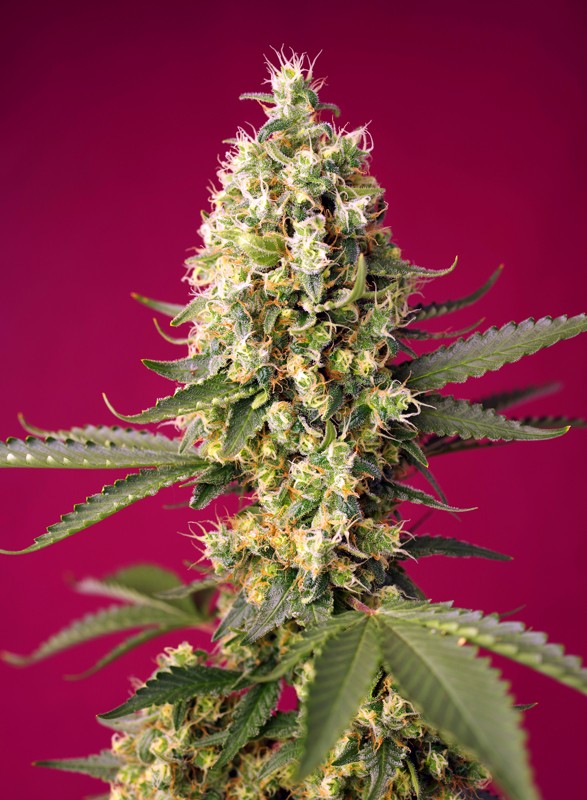 SWEET SEEDS - SKYWALKER OG RUNTZ XL AUTO