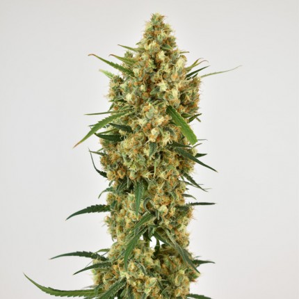 DUTCH PASSION - SNOWBUD FEMMINIZZATA