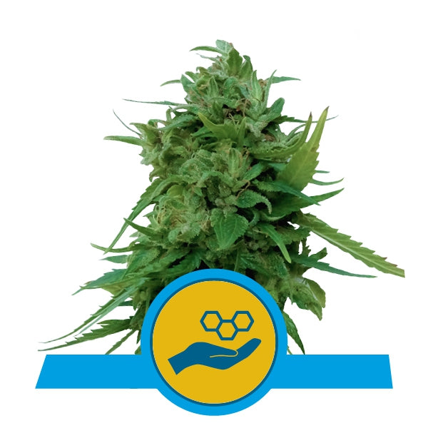ROYAL QUEEN SEEDS - SOLOMATIC CBD