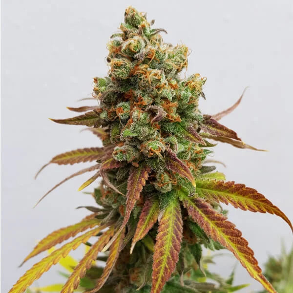 ROYAL QUEEN SEEDS - SPECIAL QUEEN #1