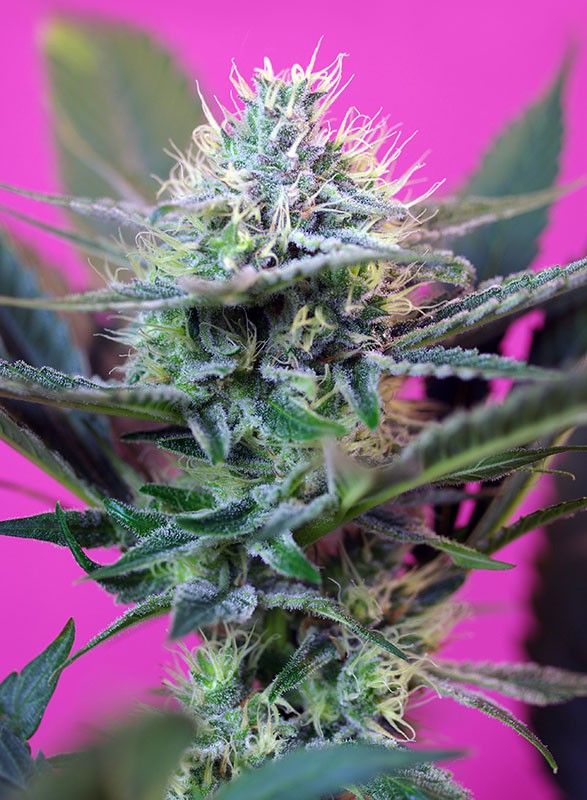 SWEET SEEDS - + SPEED AUTO