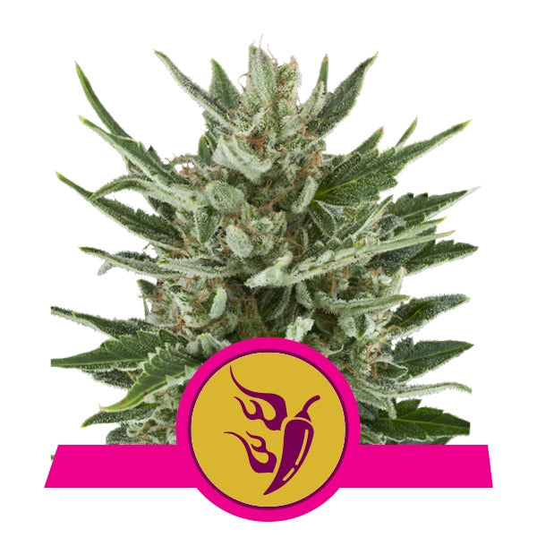 ROYAL QUEEN SEEDS - SPEEDY CHILE FAST