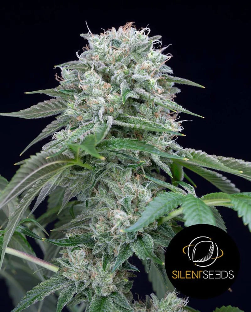 Silent Seeds - STARFIRE OG