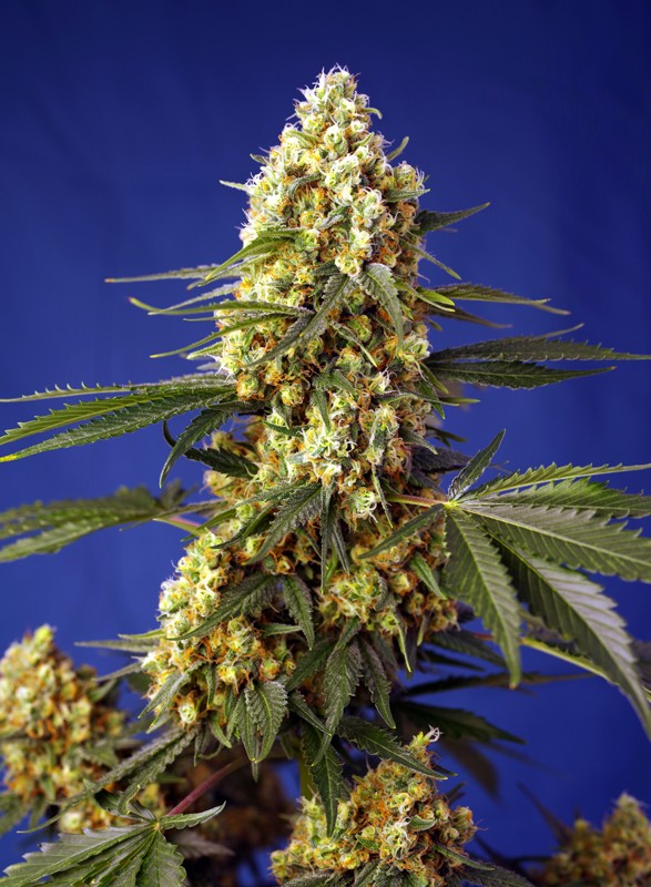 SWEET SEEDS - STRAWBERRY BANANA GELATO XL AUTO