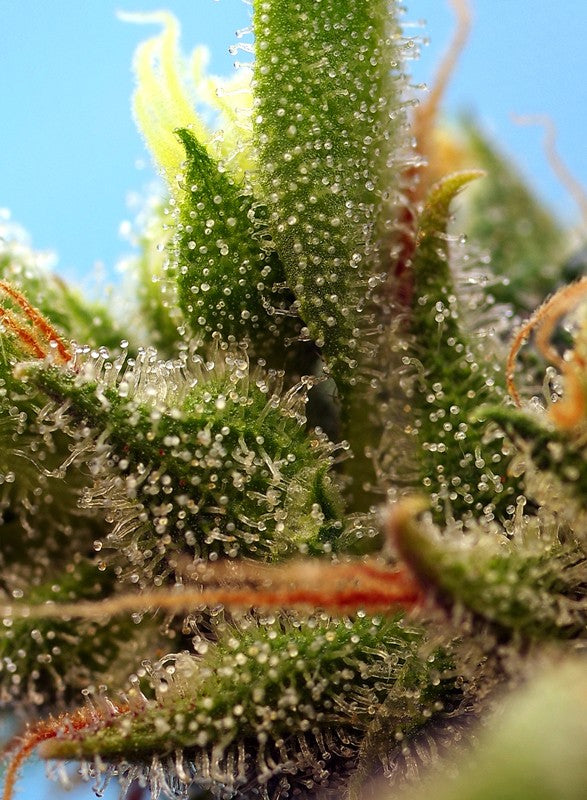 SWEET SEEDS - STRAWBERRY BANANA GELATO XL AUTO