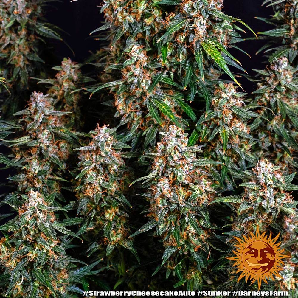 BARNEY'S FARM - STRAWBERRY CHEESECAKE AUTO