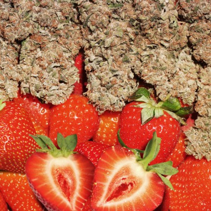 DUTCH PASSION - STRAWBERRY COUGH FEM